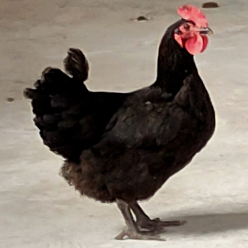 万县老土鸡1750g一只