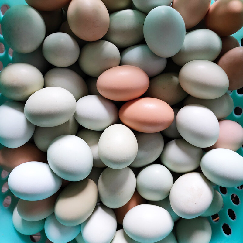 万县老土鸡绿壳蛋50枚/盒