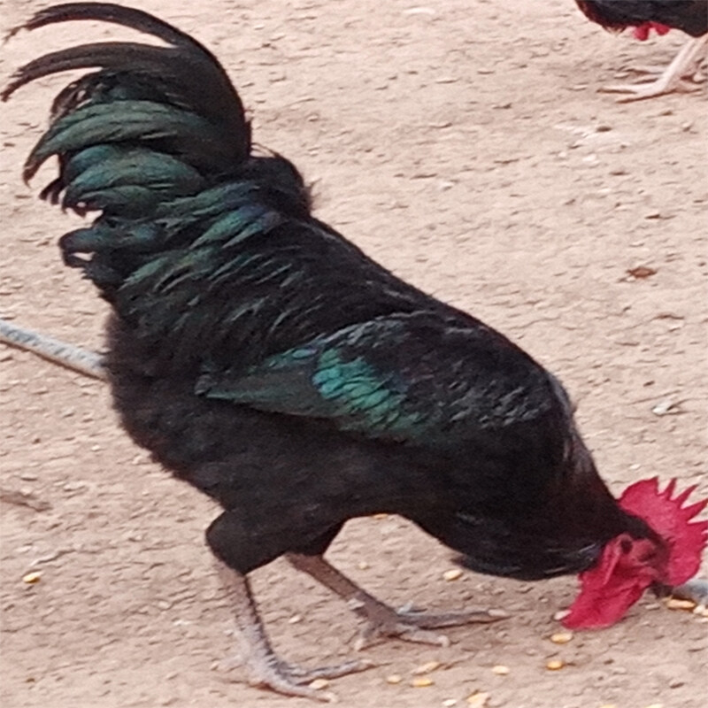 万县老土鸡2100g一只