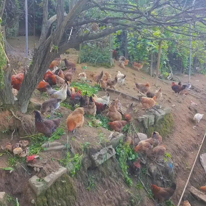 安徽老母鸡草鸡土鸡笨鸡散养鸡