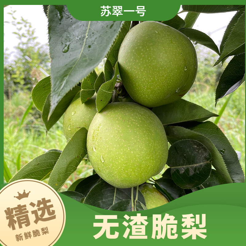 江淮果岭青皮梨新鲜上市皮薄肉厚水分十足3-5斤梨子口感多汁