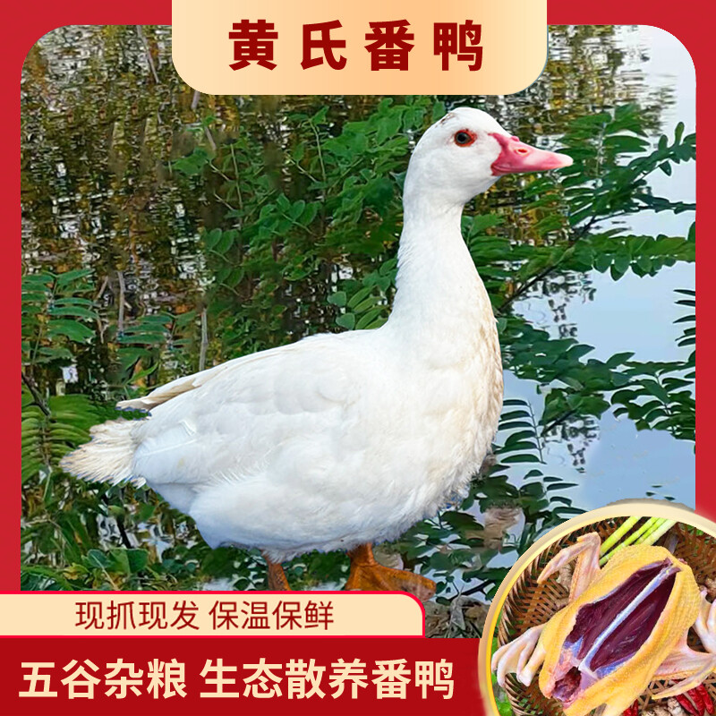 黄氏番鸭 母番鸭3.6-4.3斤/只