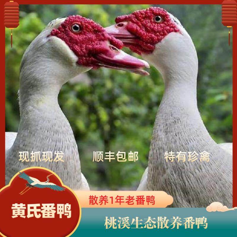 黄氏番鸭 老番鸭 4.6-5.3斤/只