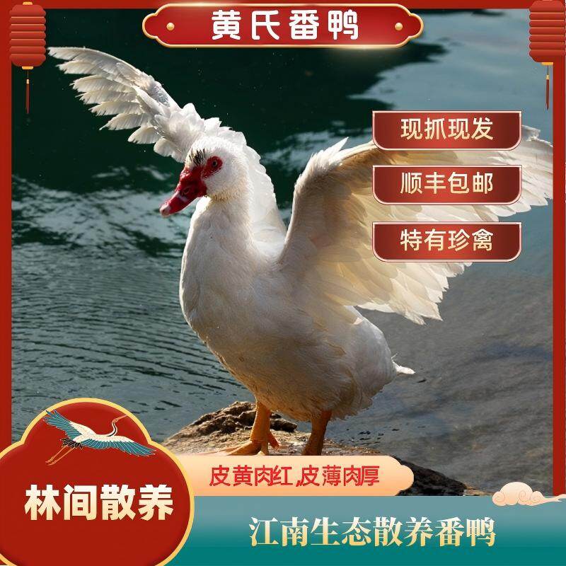 黄氏番鸭 公番鸭（半只）3.3-3.7斤/份